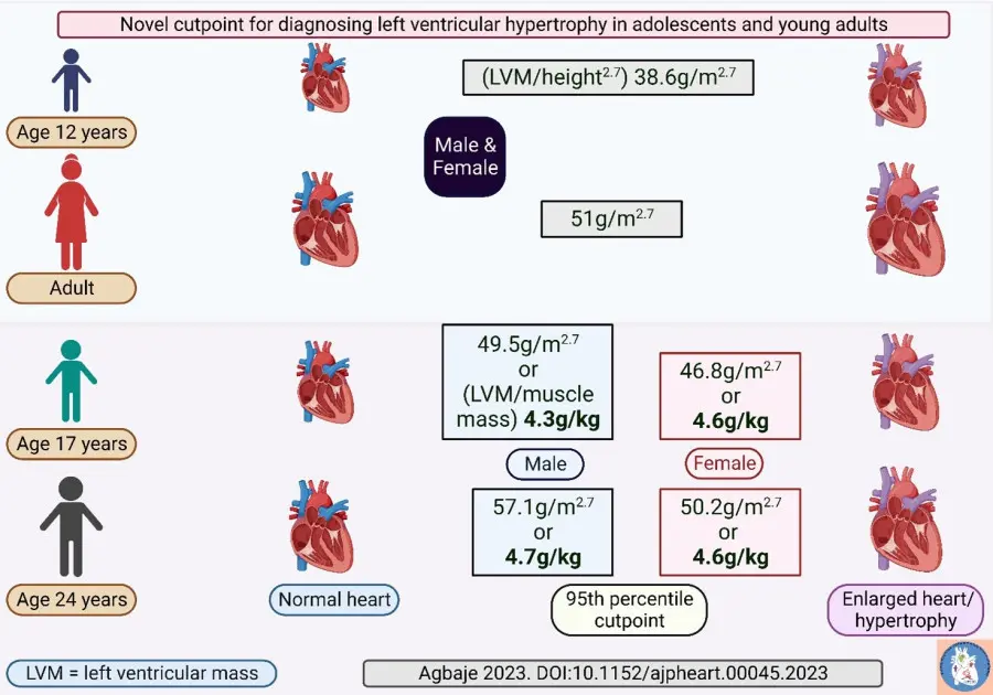 Researchers suggest novel cutpoints for diagnosing cardiac hypertrophy in adolescents and young adults